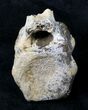 Nice Hadrosaur Vertebra - Montana #19036-1